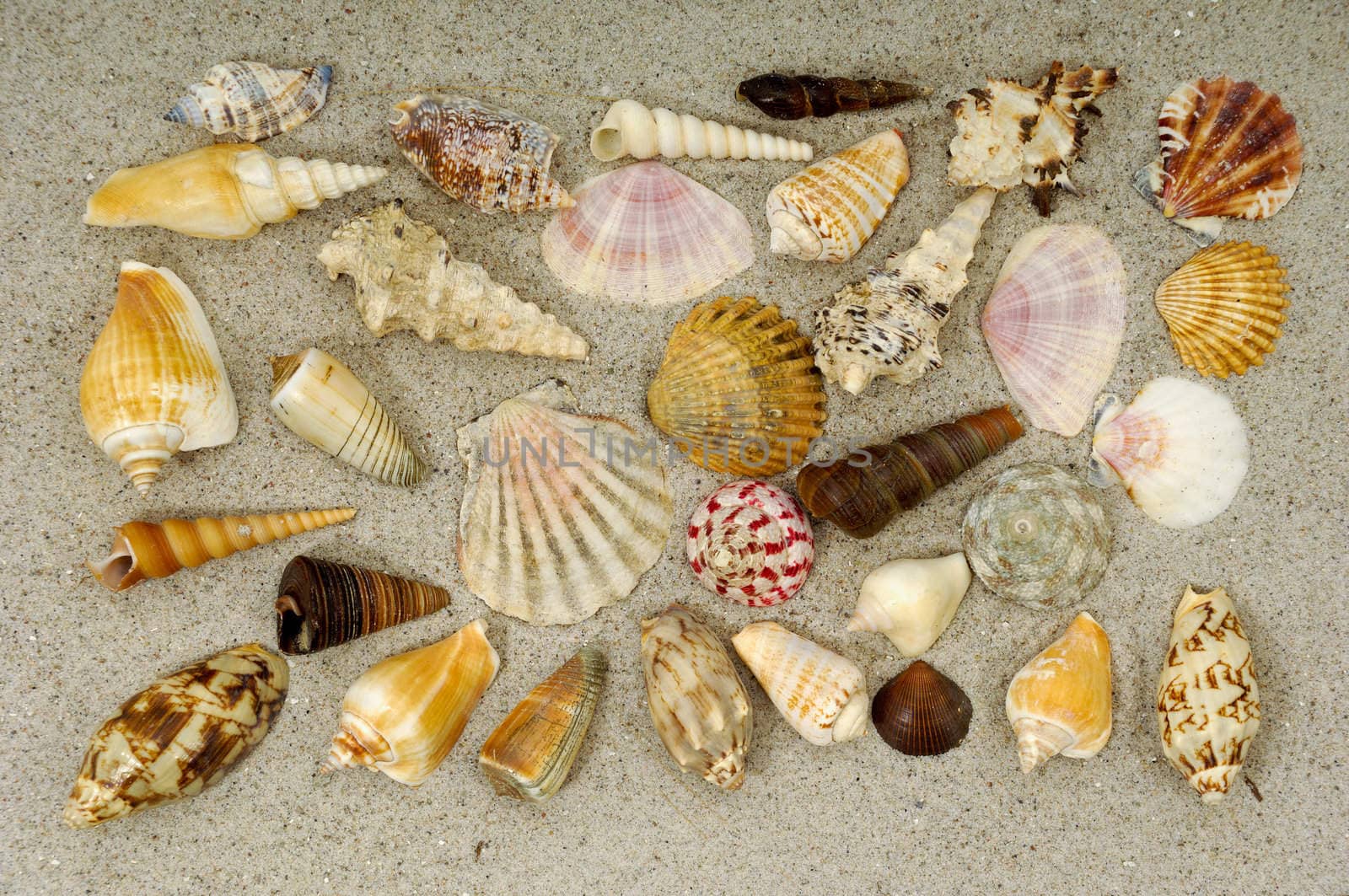 Collection with many different shells in the sand