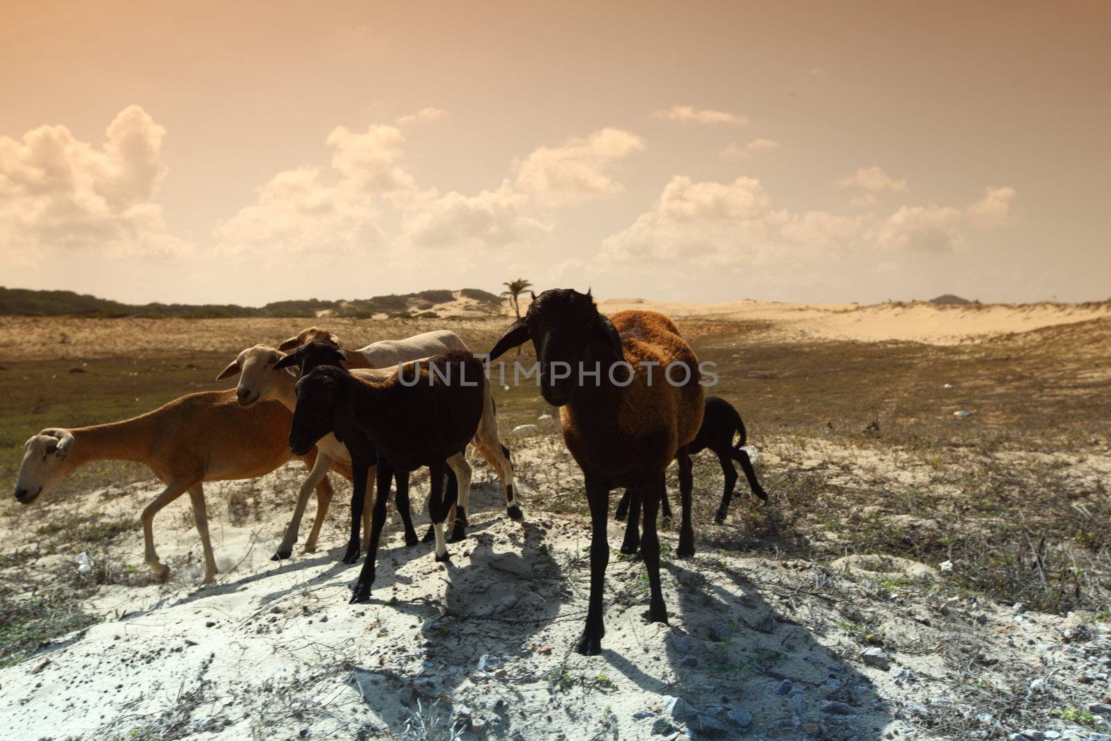 goats in desert try find food