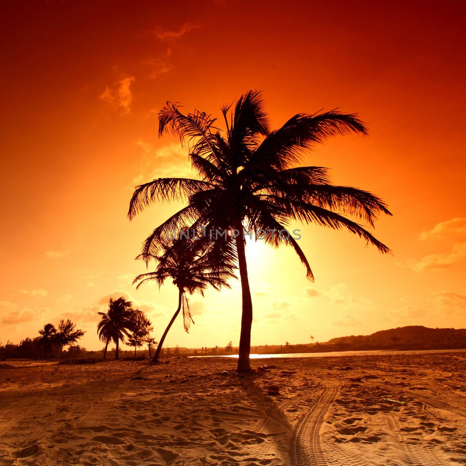 sunrise palm by Yellowj