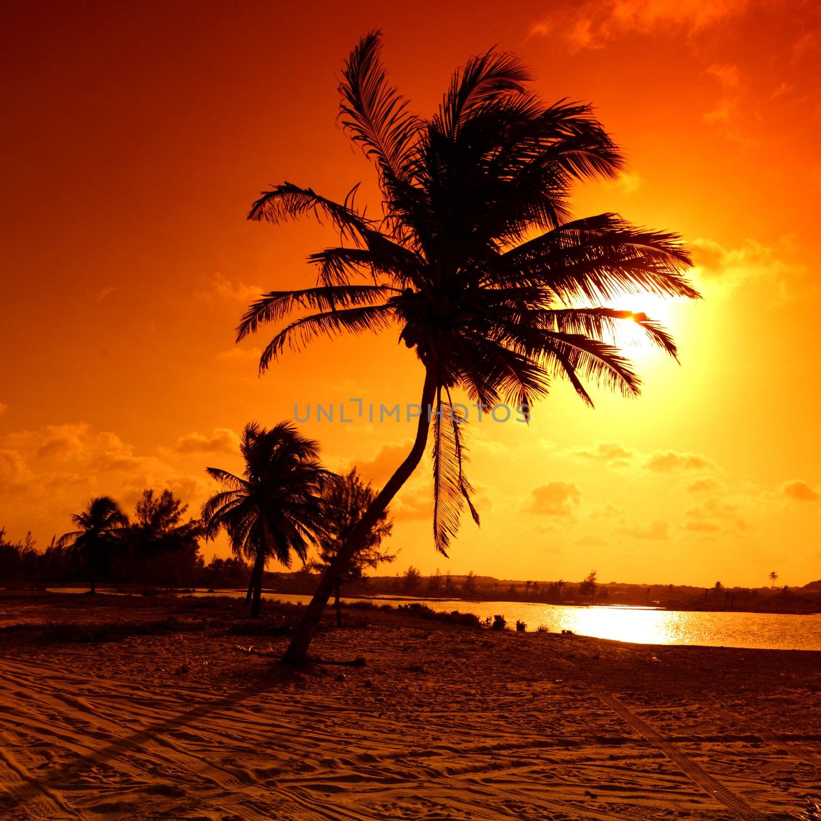 sunrise palm by Yellowj