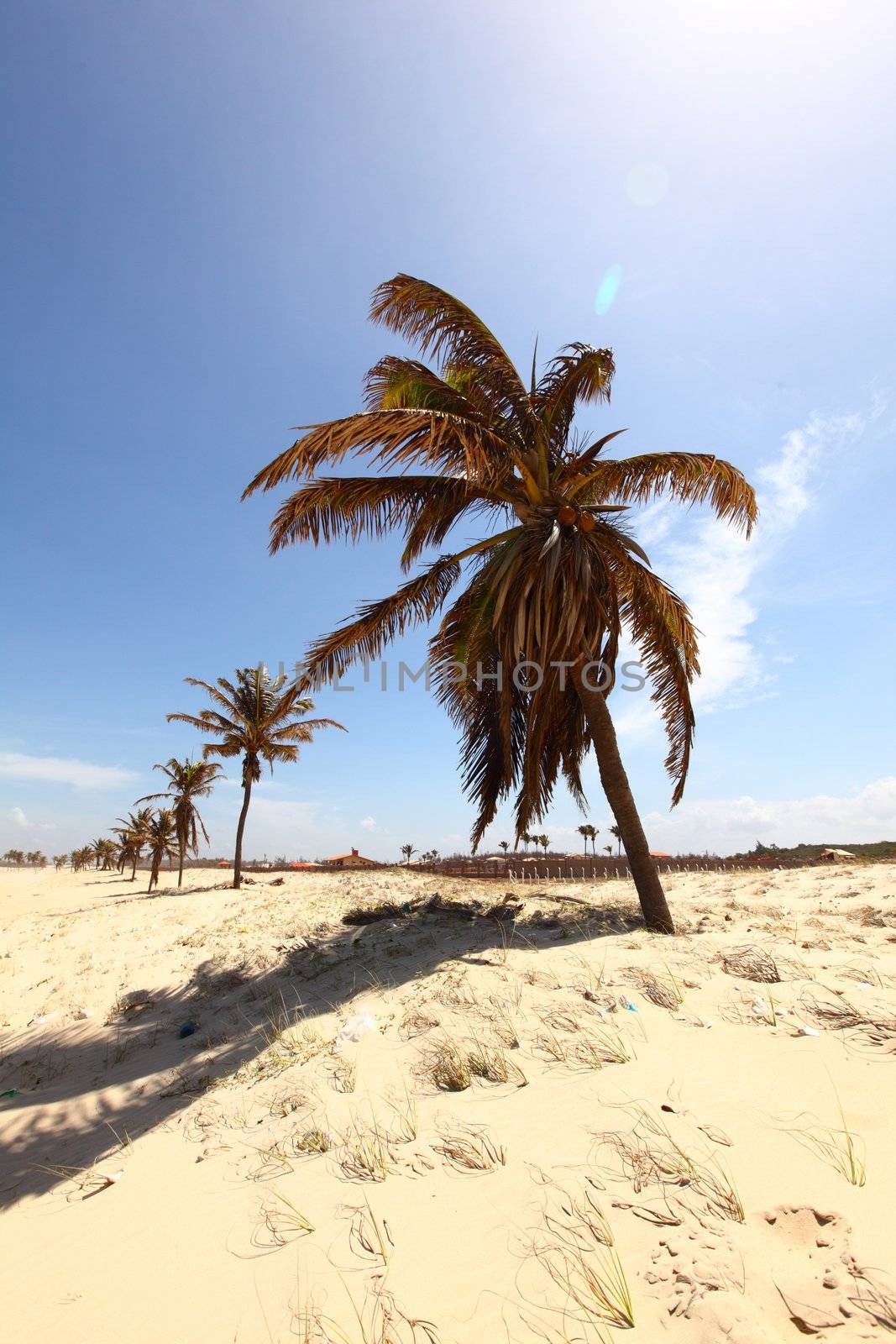 desert palm under blue sunny sky