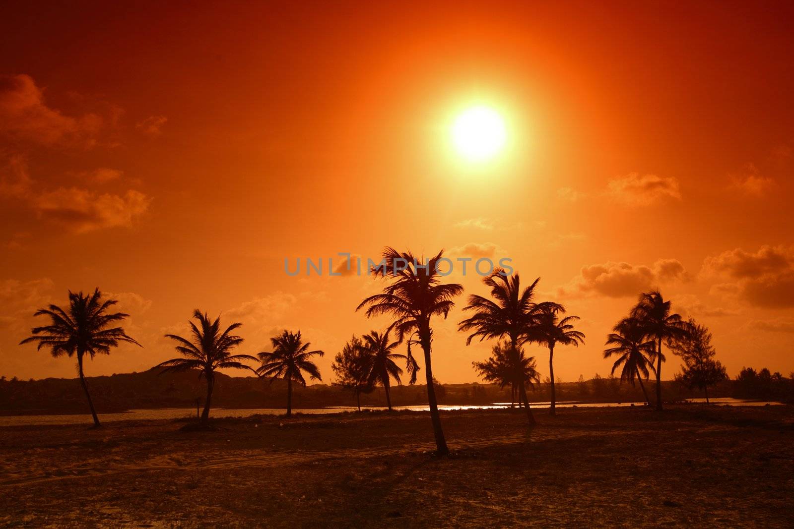 palm in yellow sunrise sky