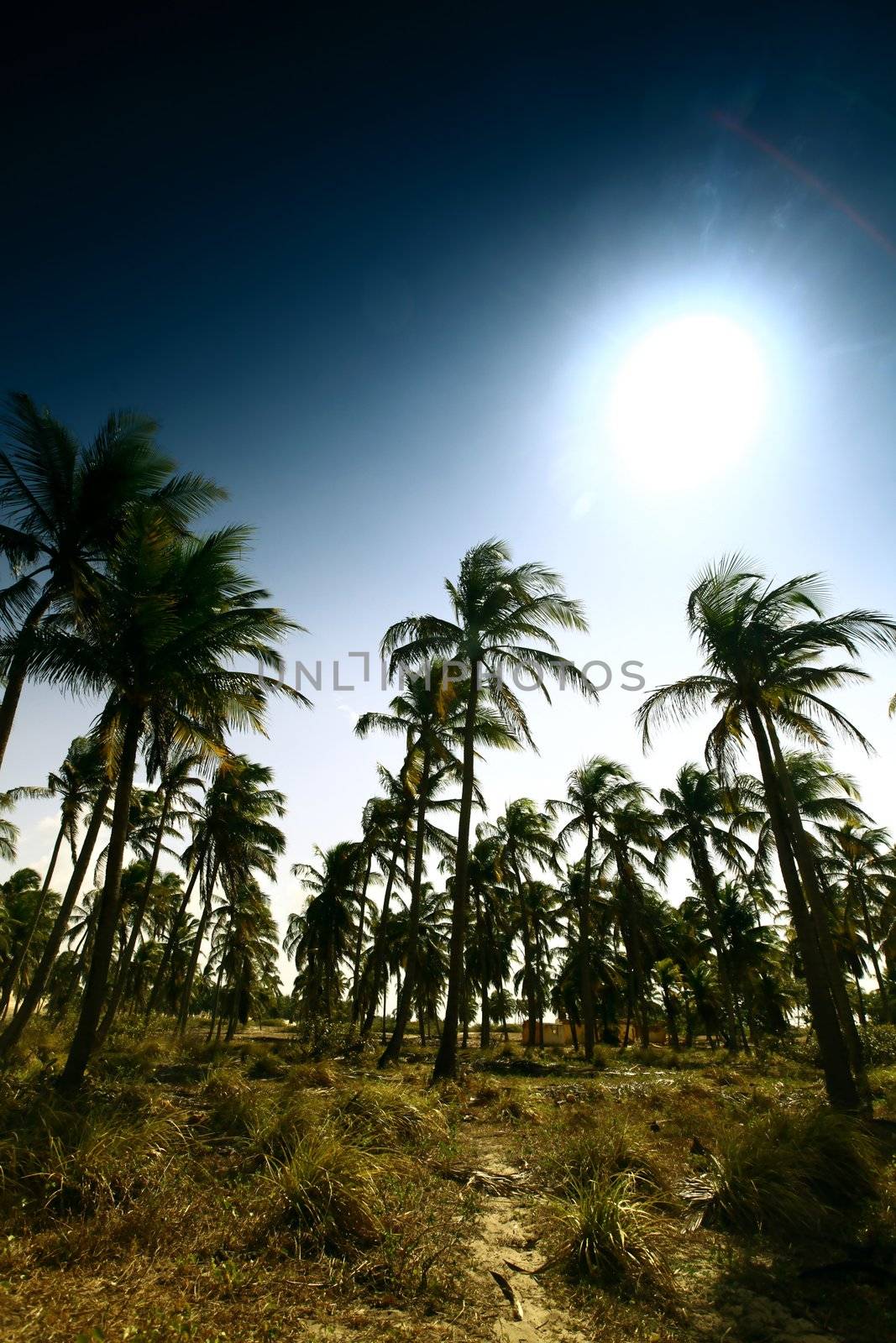 desert palm by Yellowj