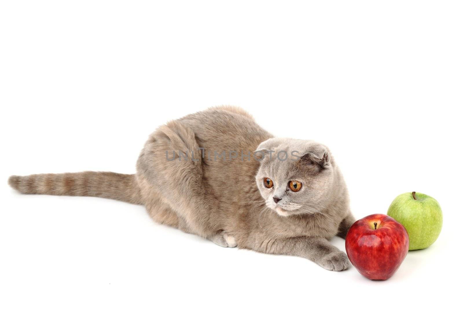 cat find apples isolated on white