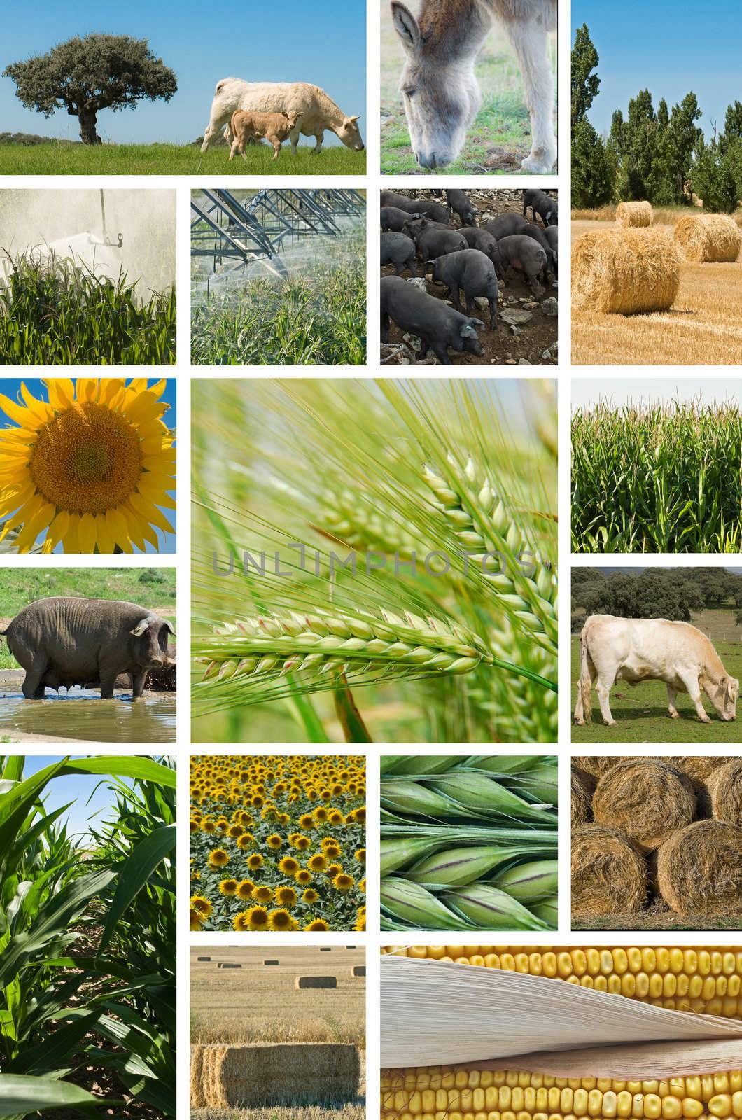 Collage with pictures about agriculture and animal husbandry.