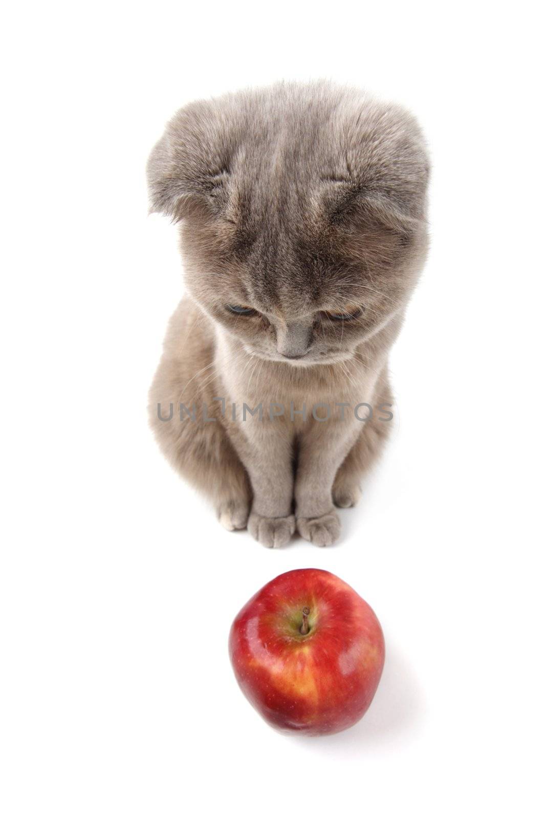 cat find apples isolated on white