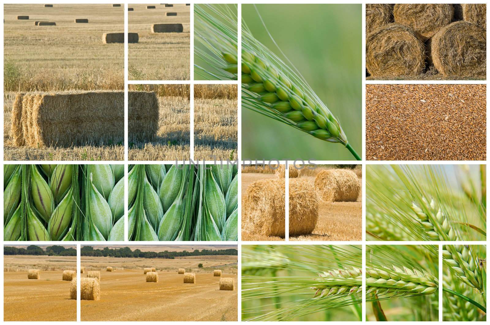 Collage made of photos about agriculture.