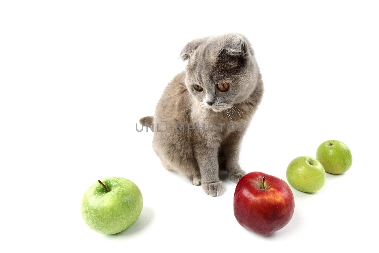cat find apples isolated on white