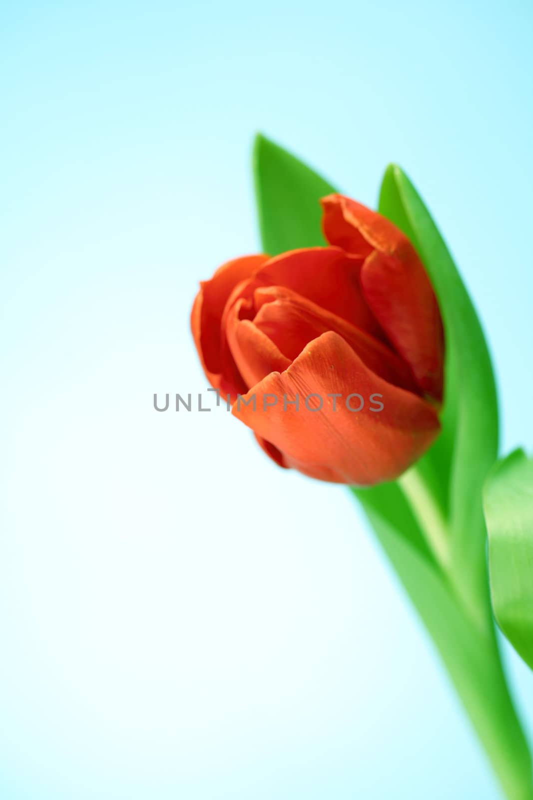 colorful tulips close up holiday background