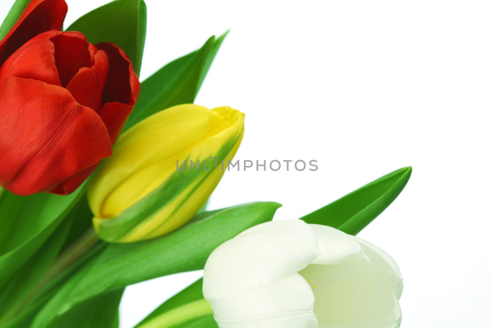 colorful tulips close up holiday background