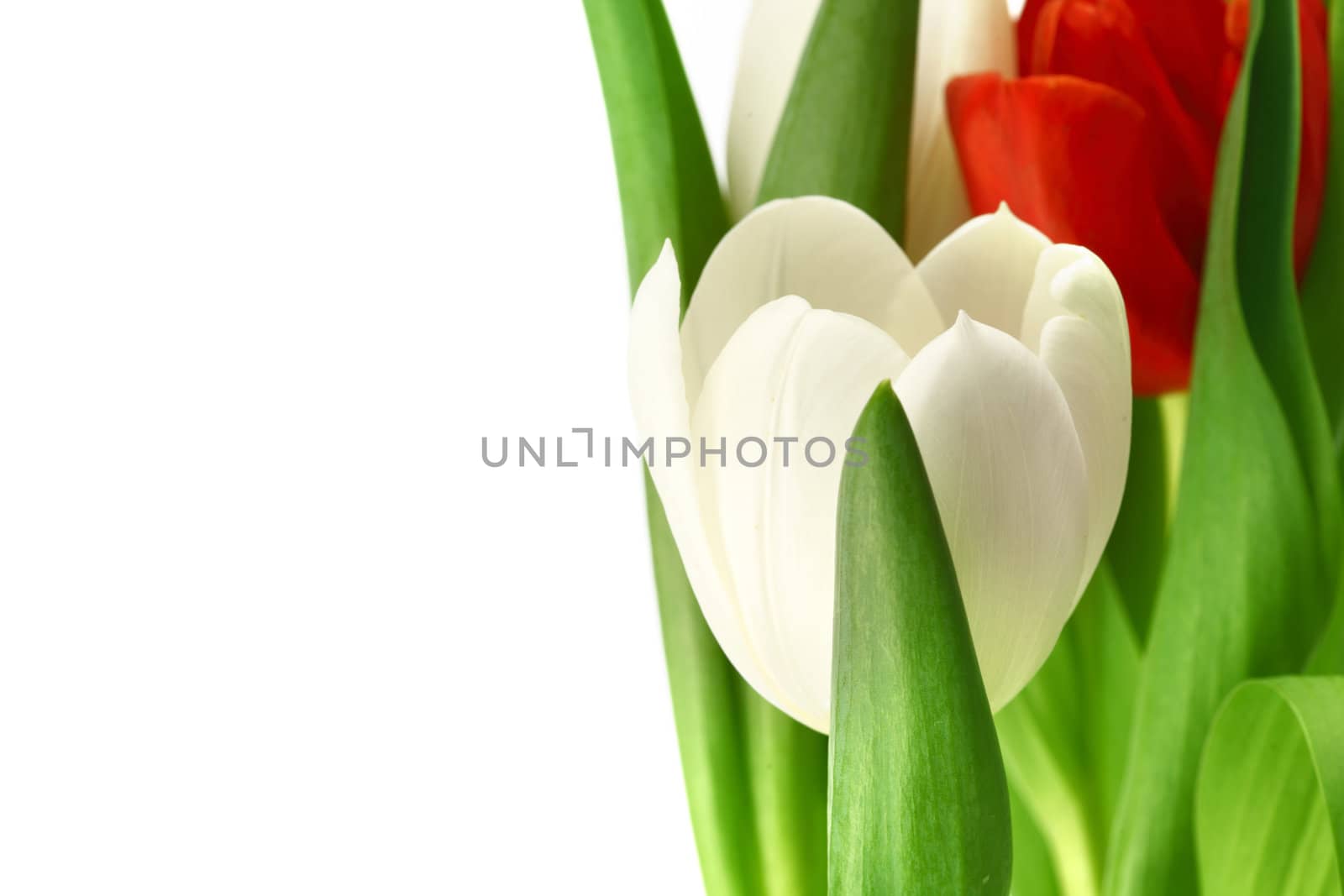 colorful tulips close up holiday background