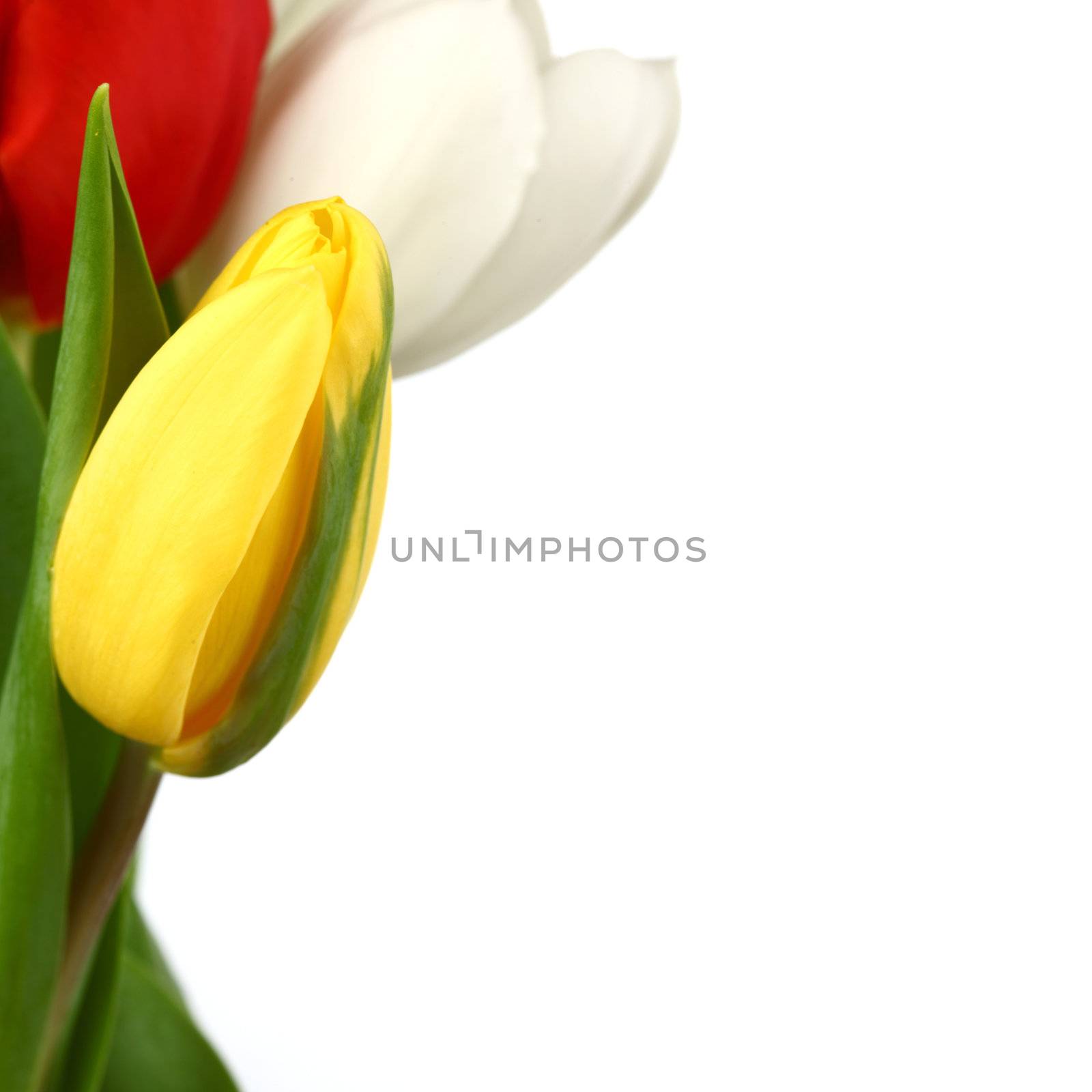 colorful tulips close up holiday background