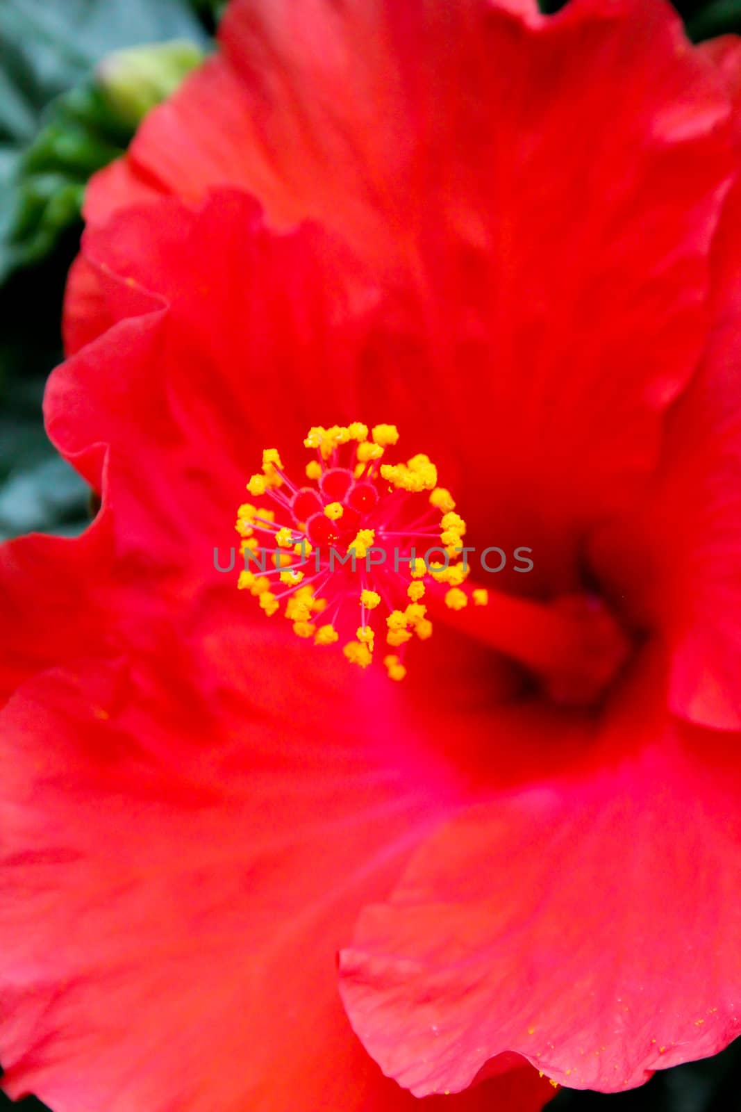 Macro photograph of flower's core.