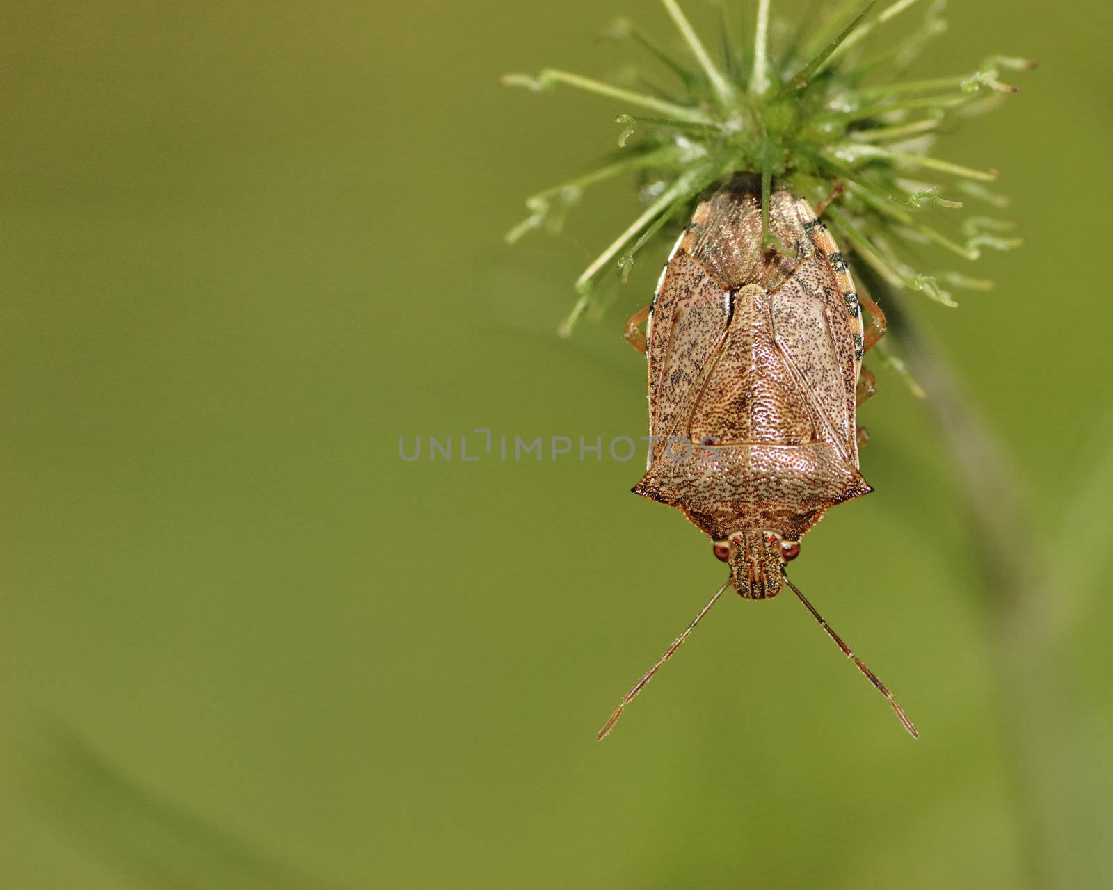 A shield bug perched upside down on a plant.