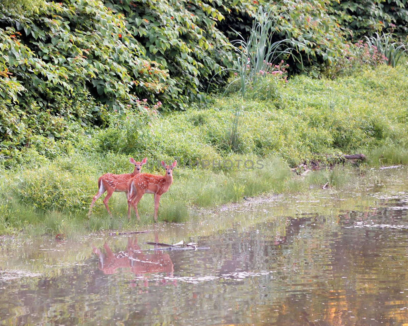 Whitetail Deer Fawns by brm1949
