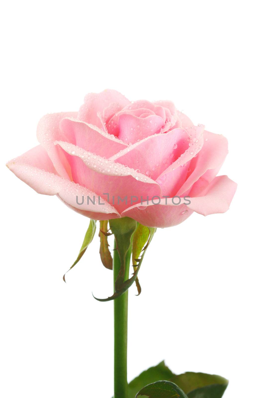 pink rose isolated on white background