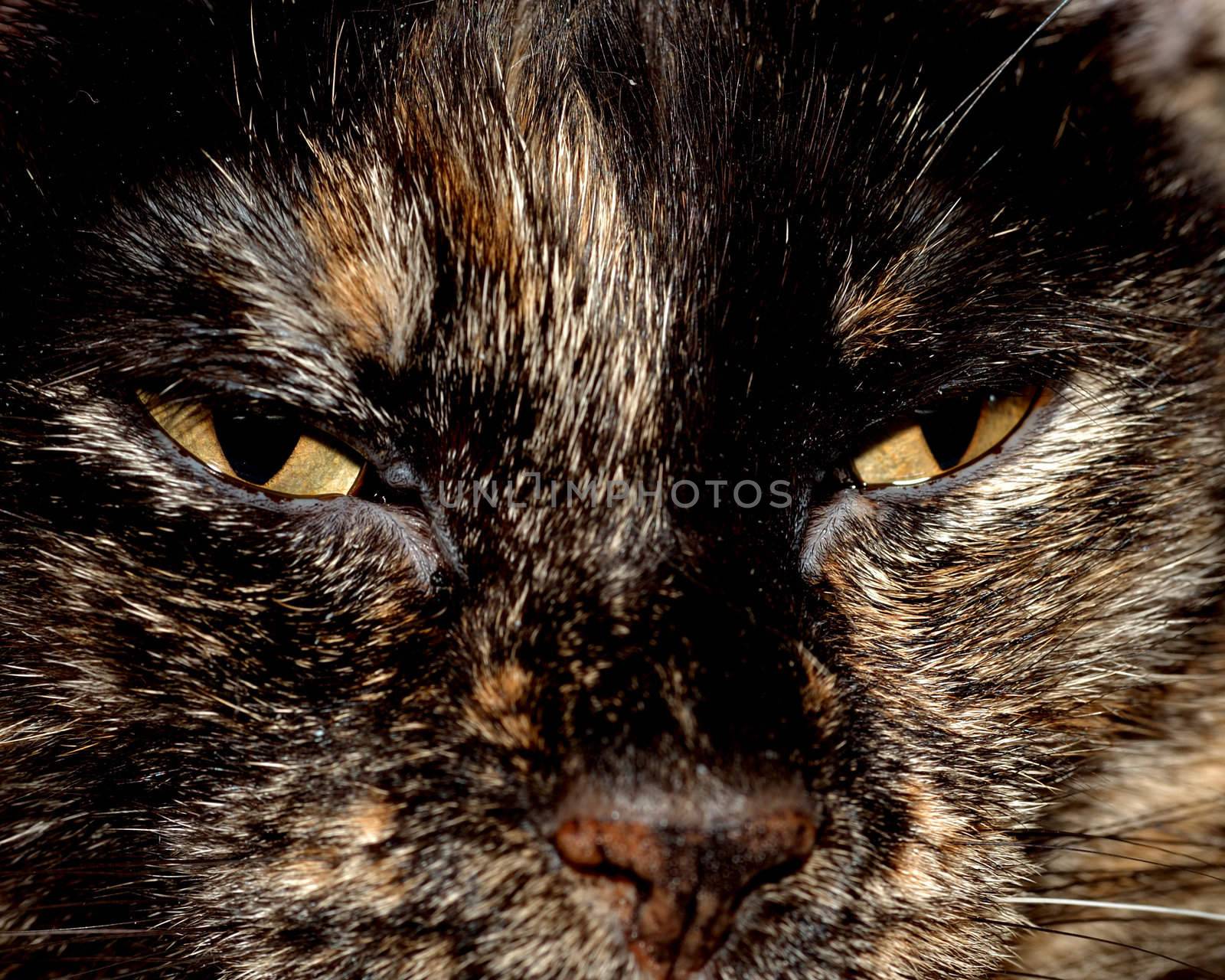 A closeup head shot of a domestic house cat.