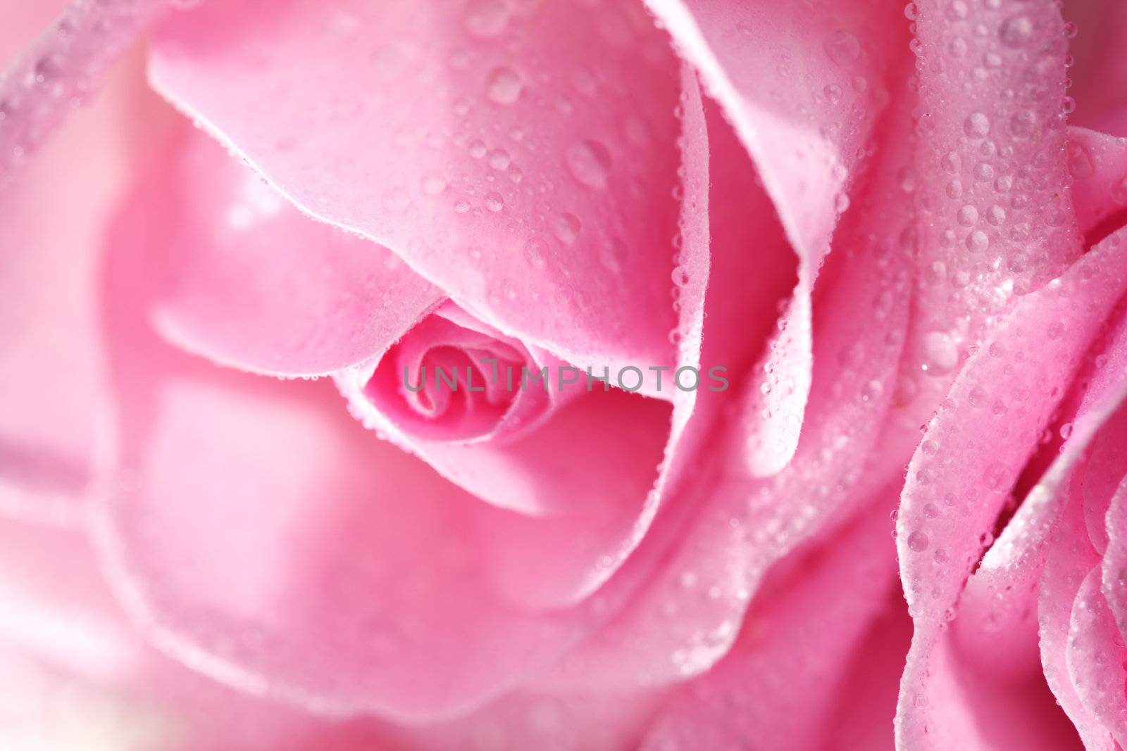 pink rose macro close up