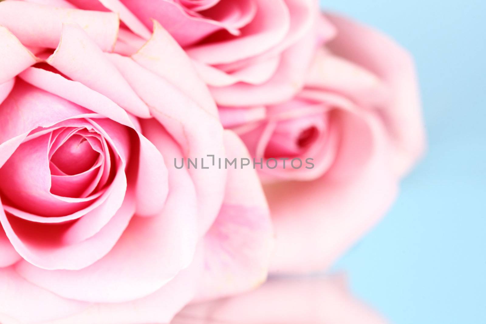 pink rose macro close up