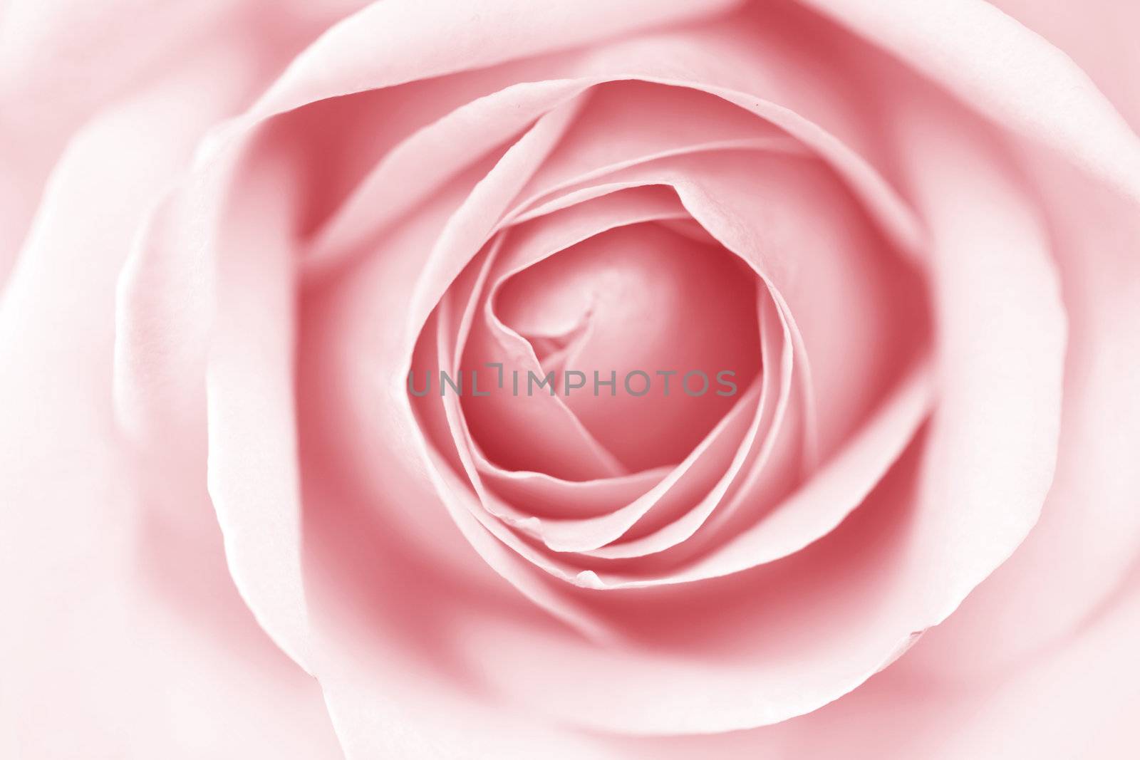 pink rose macro close up