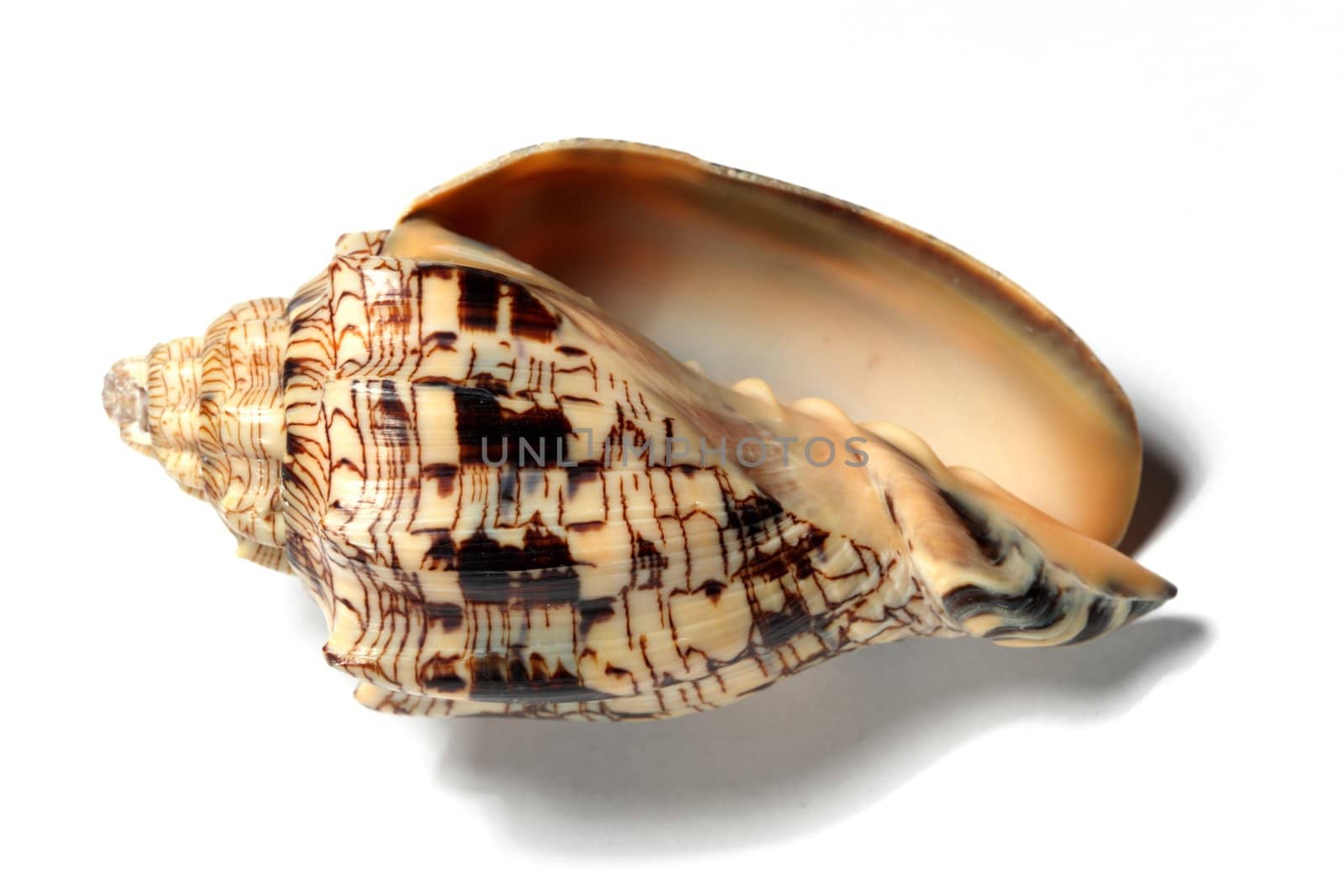 seashell isolated on white background
