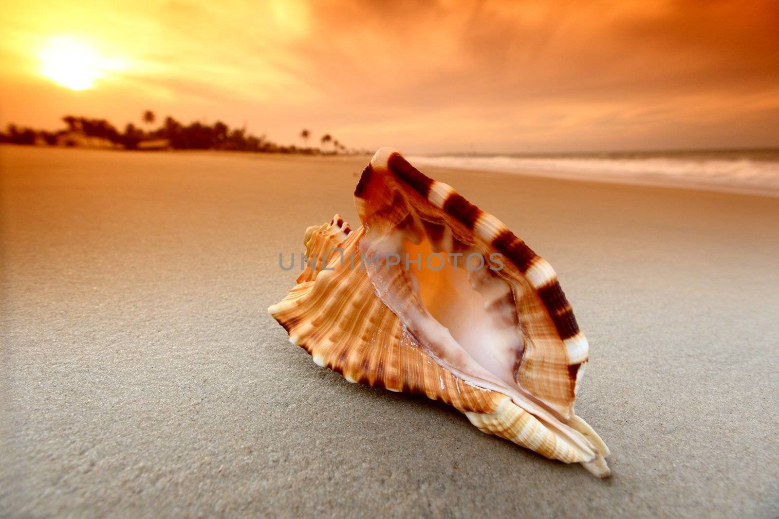 shell on sand under sunset sky
