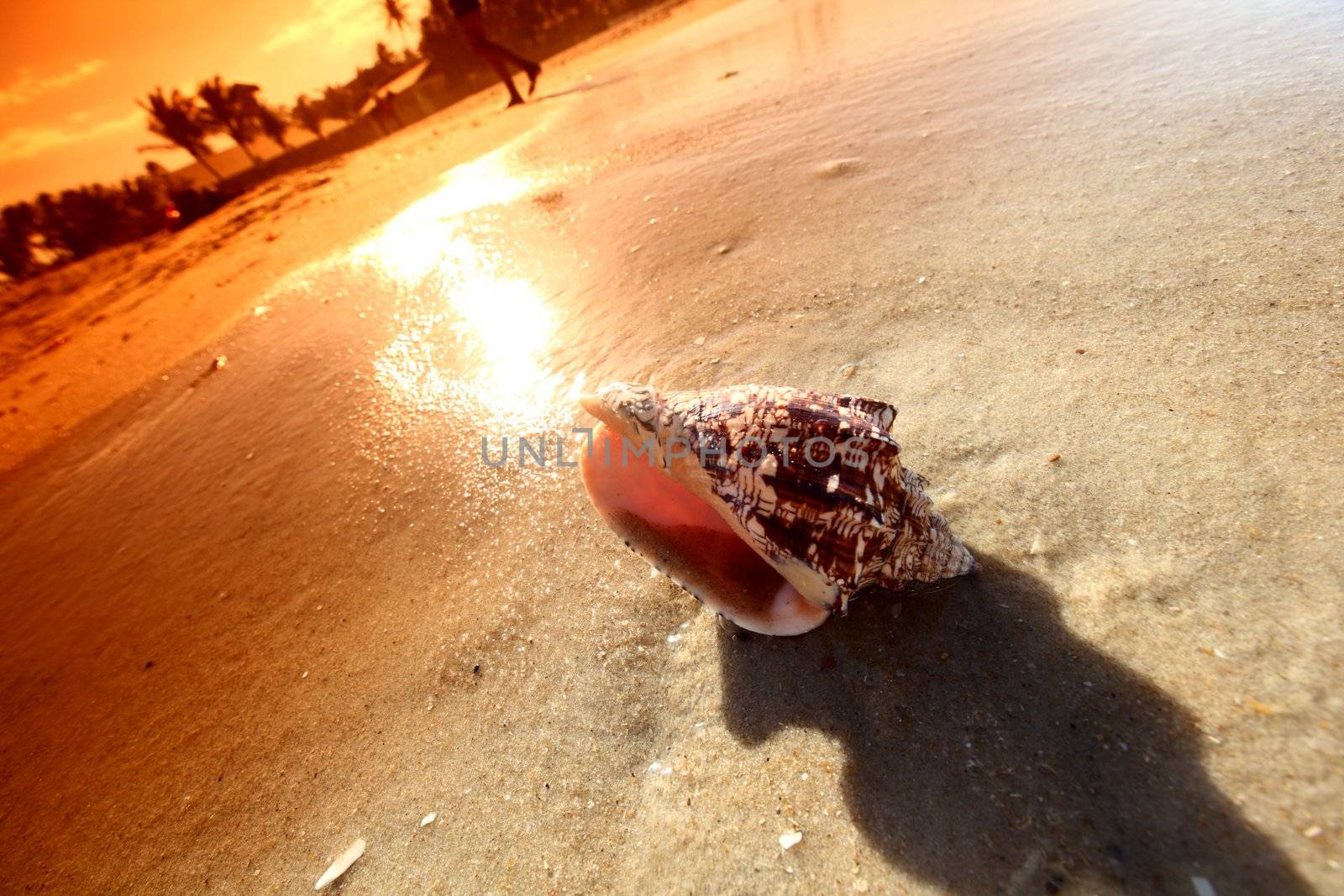 shell on sand under sunset sky
