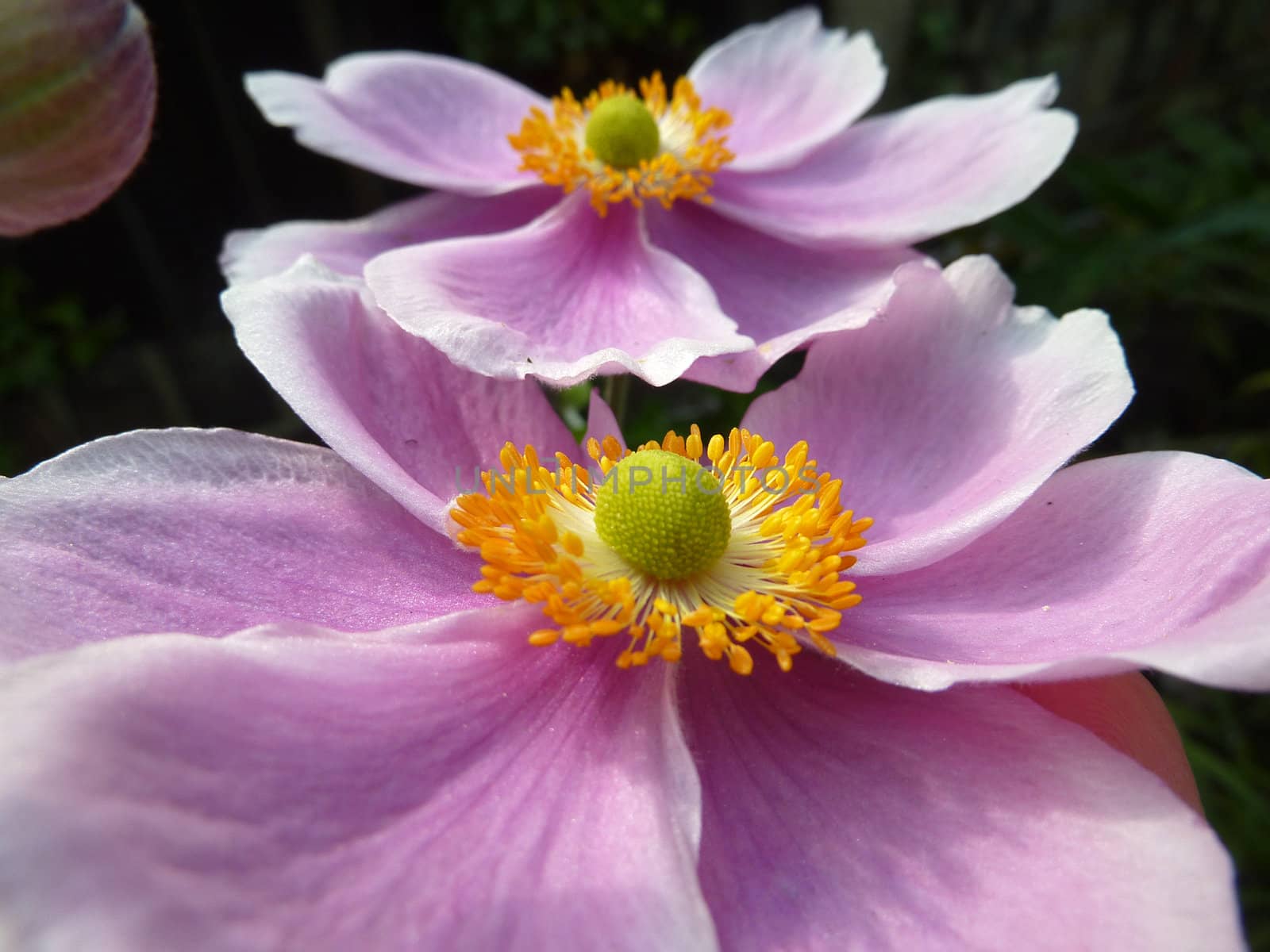 Close up view of some Japanese Anemone Flowers.
