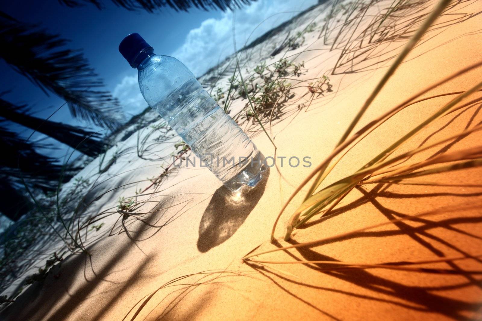 desert water in oasis palm shadow