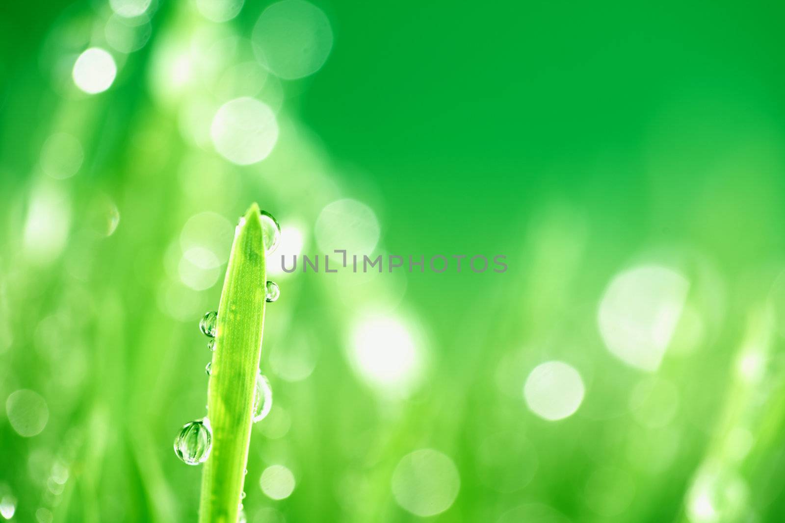 water drops on grass blade nature background