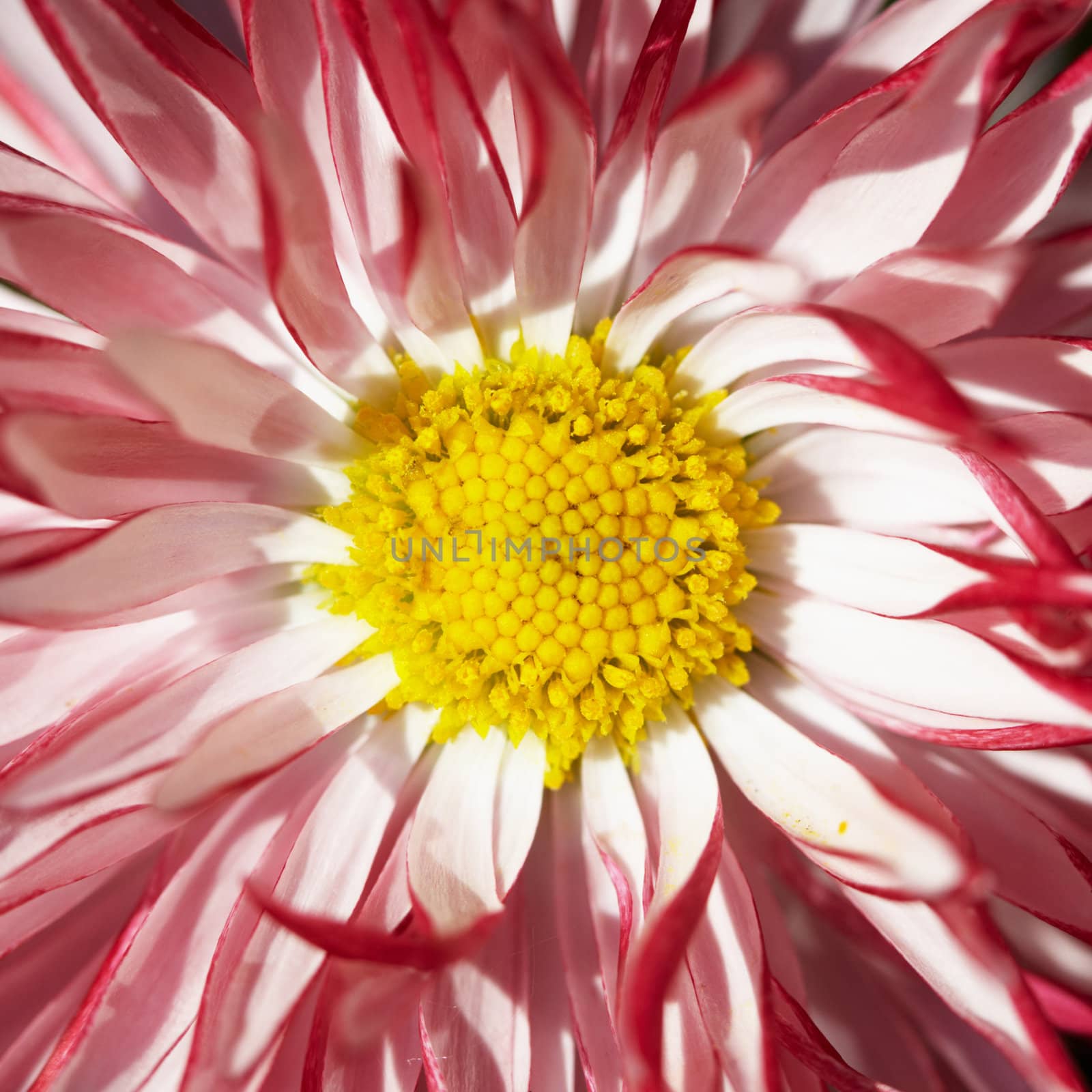 Decorative red flower with yellow middle - close-up