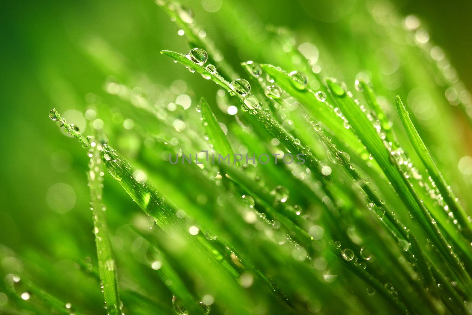 water drops on grass blade nature background