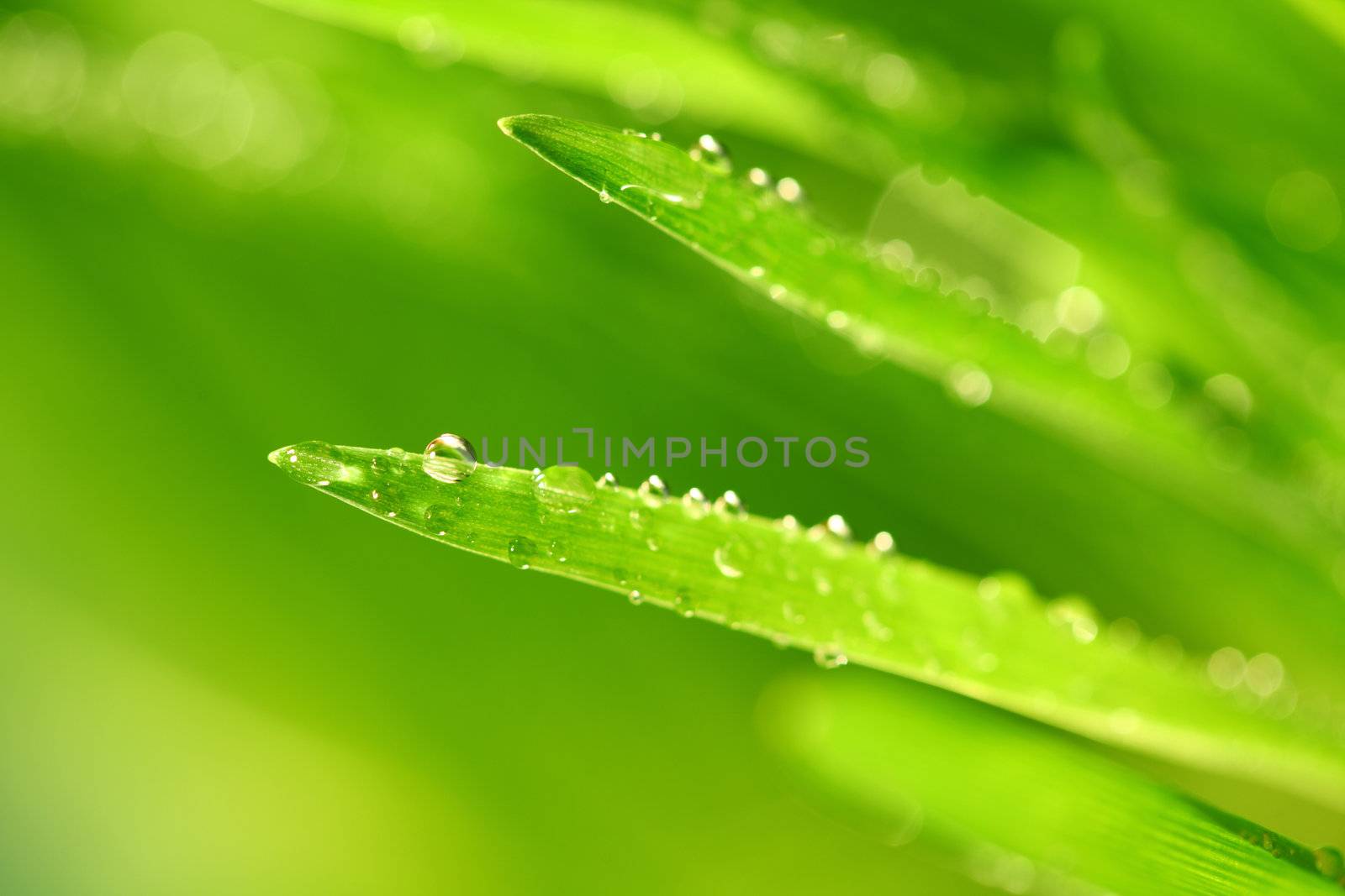 water drops on grass blade nature background