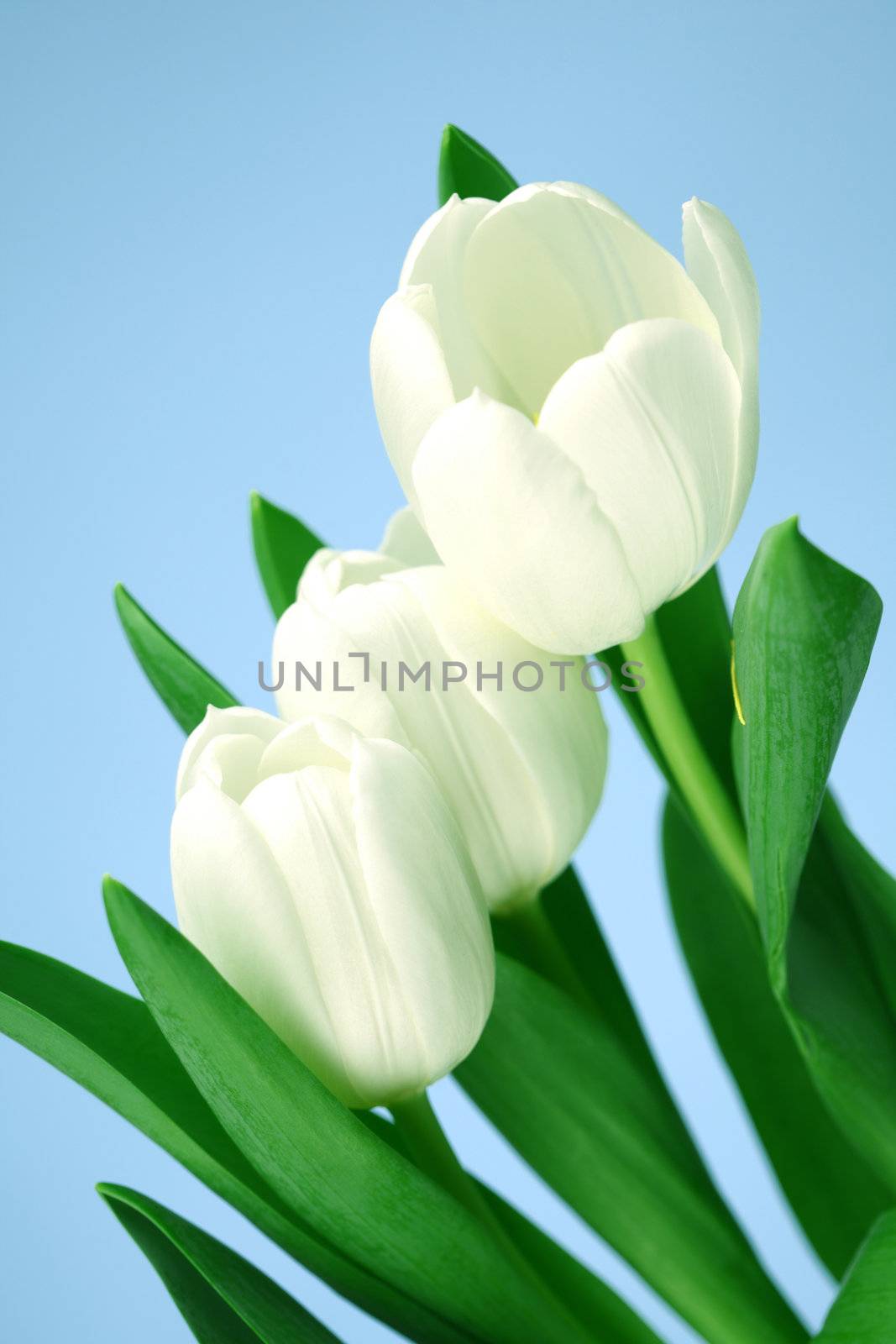 white tulip by Yellowj