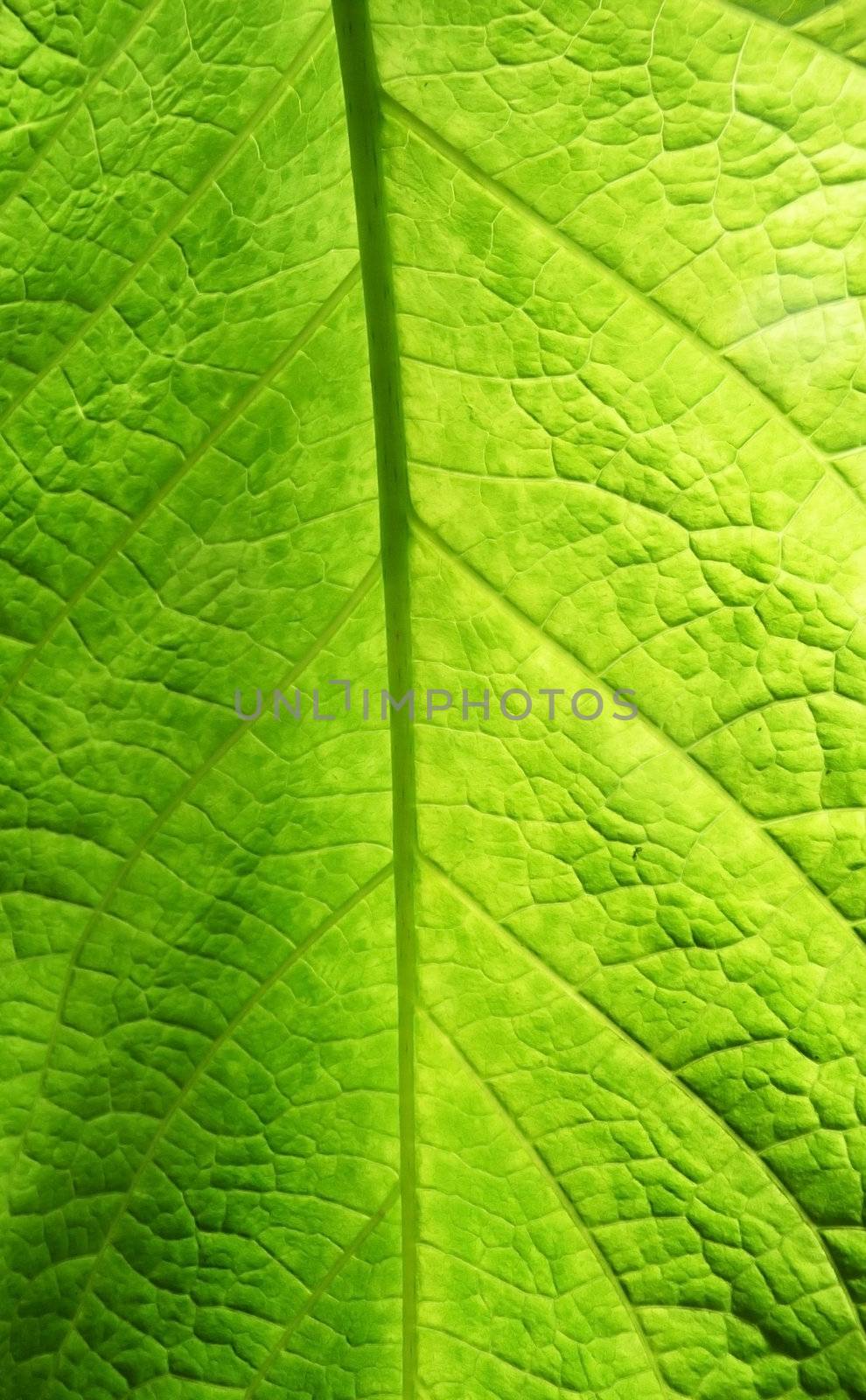 A close up view of a green leaf.