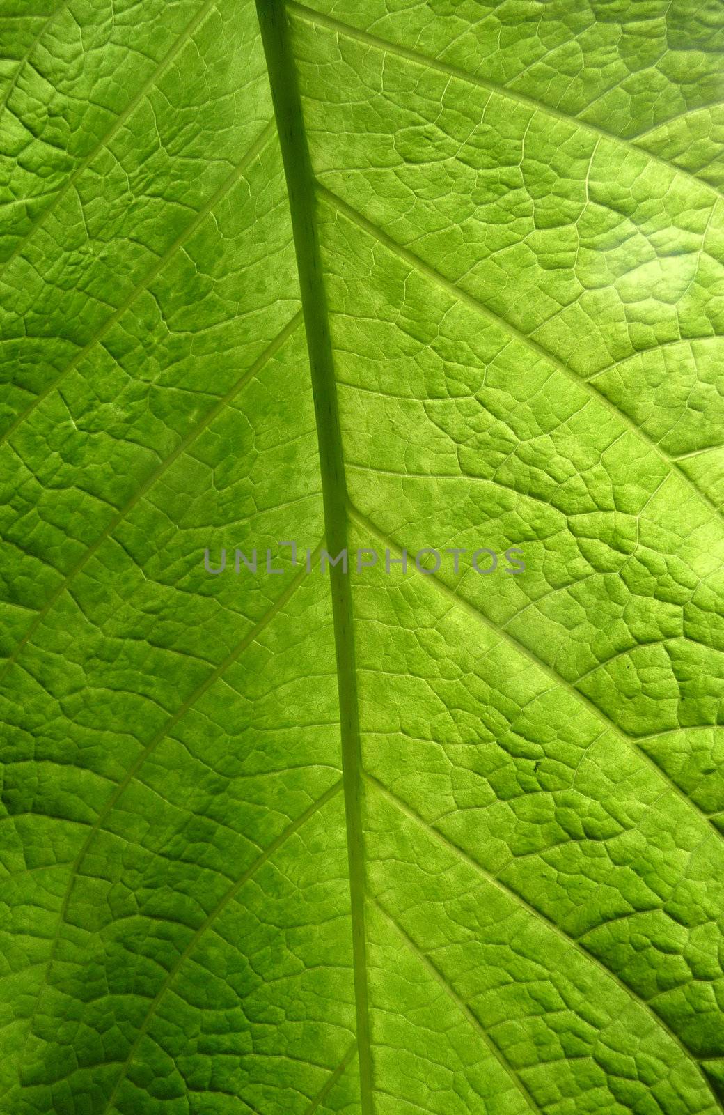 A close up view of a green leaf.