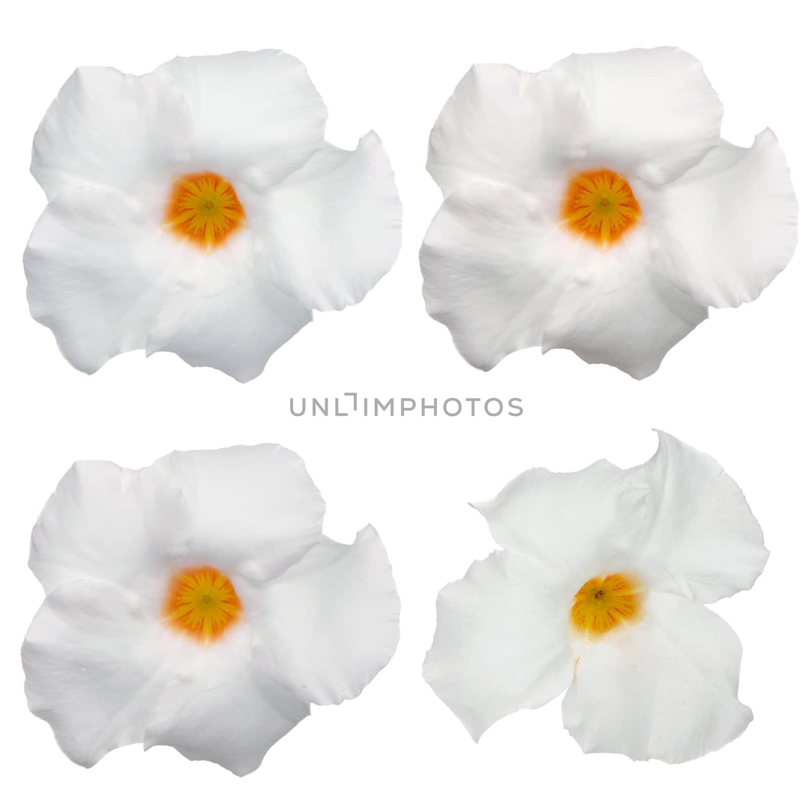 Top view of four white flowering Mandevilla (Dipladenia) isolated on white background.