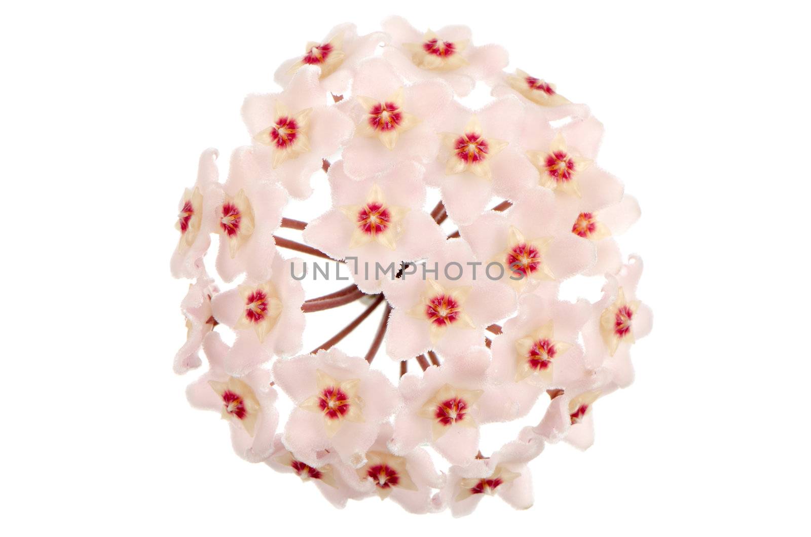 Beautiful hoya carnosa flowers isolated on white background.