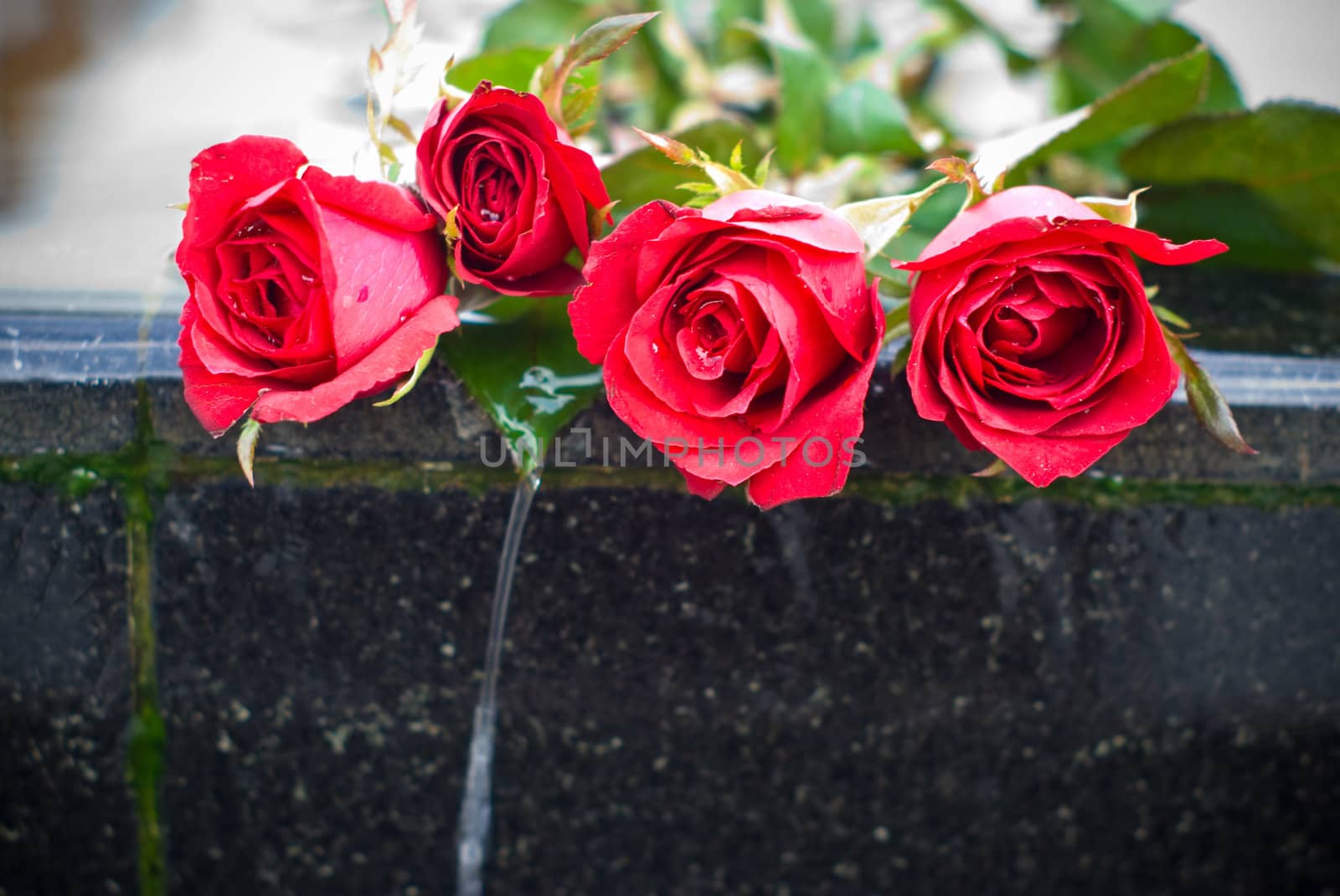 Red rose on edge of waterfall