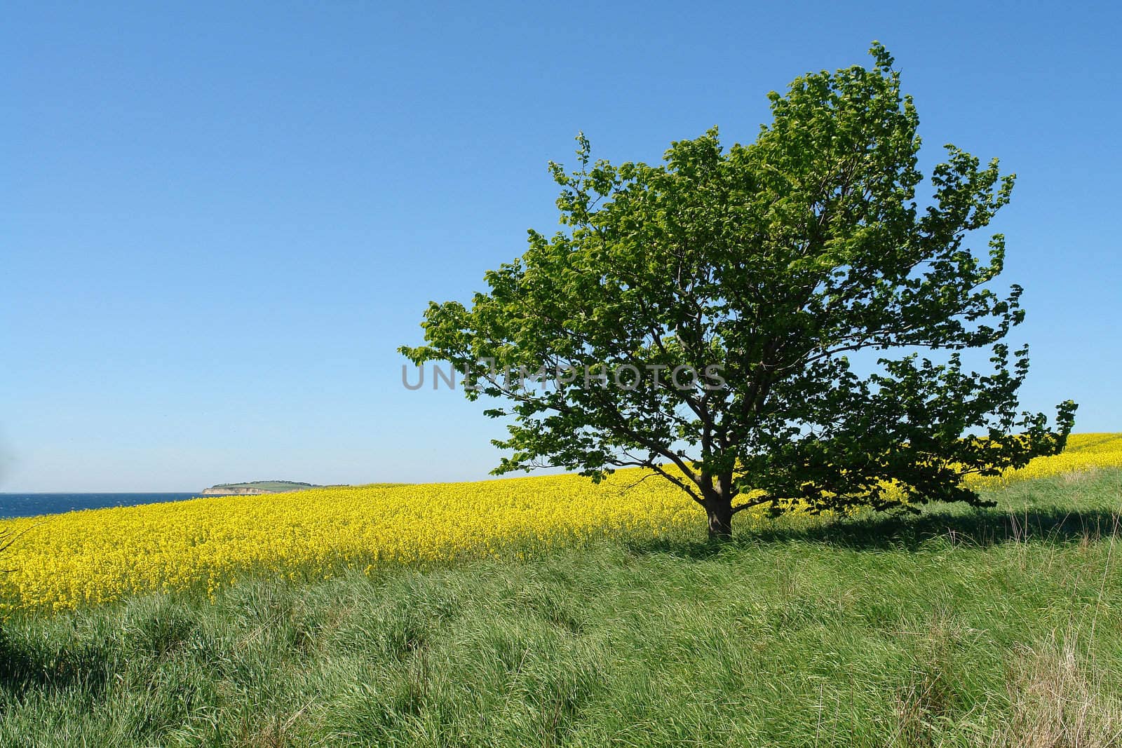 Solitary lonely tree on a hill perfect summer nature background image