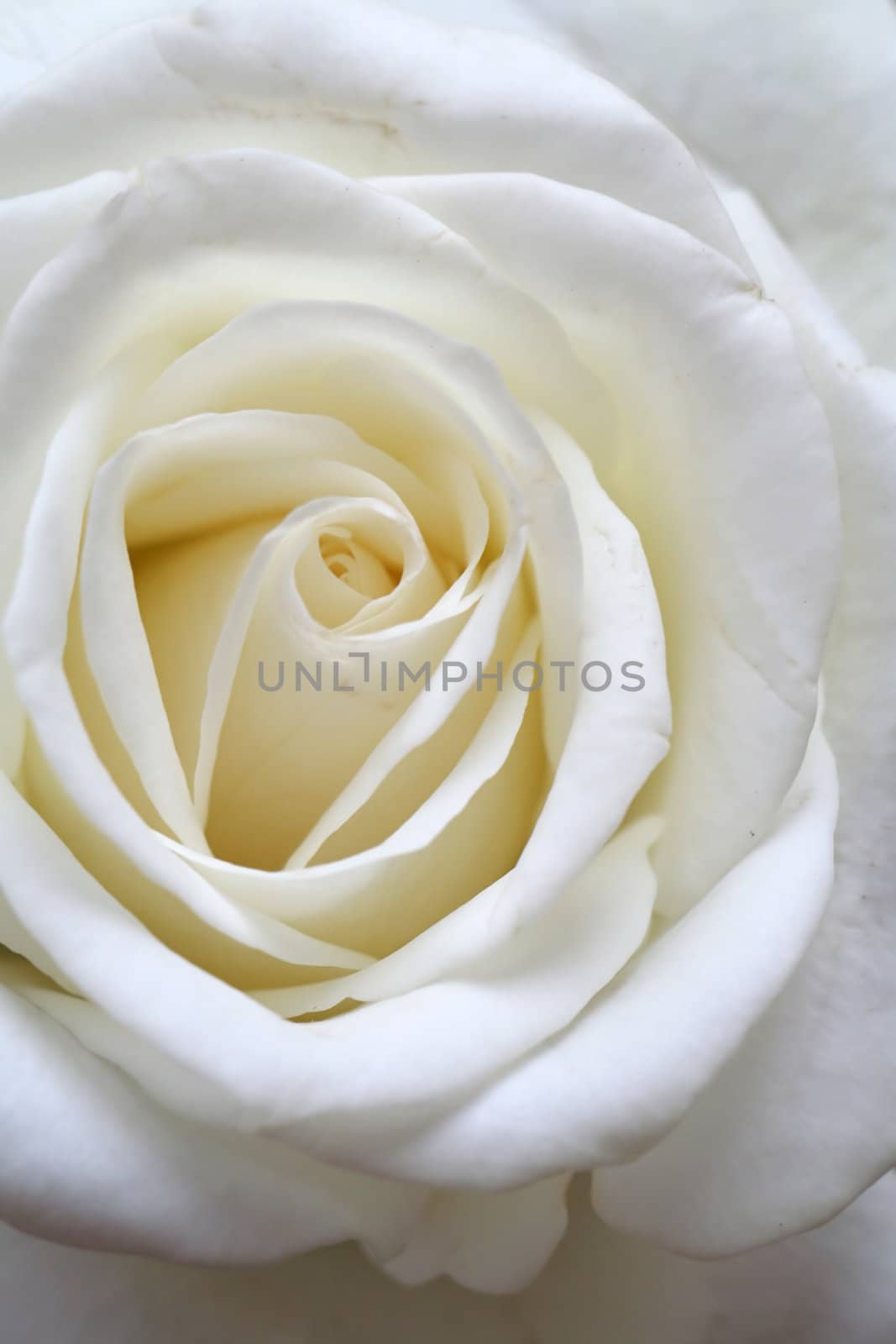 the white rose - the symbol of cleanness and purity