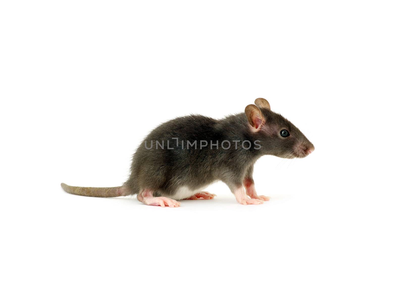 funny rat  isolated on white background