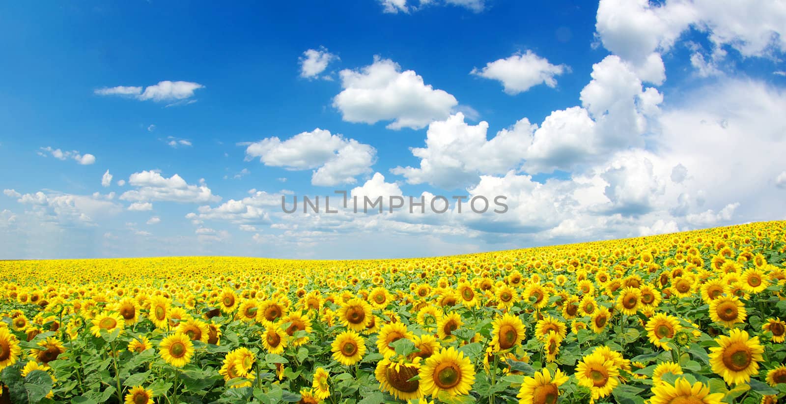blue sky background with tiny clouds