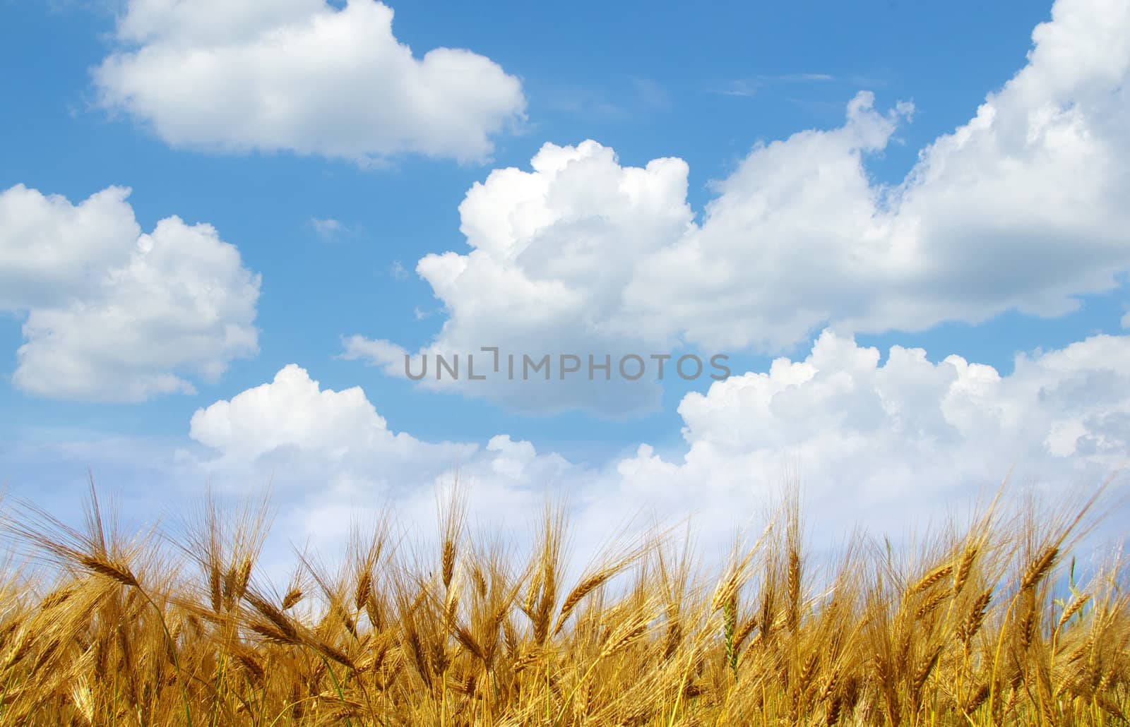 Wheat ears against the blue  sky