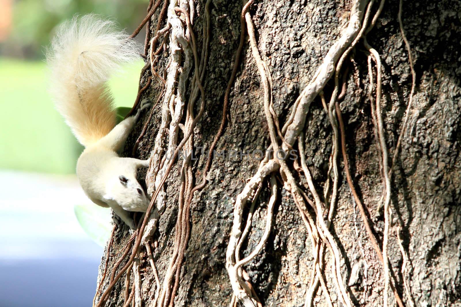 Albino squirrel feeding on the tree.