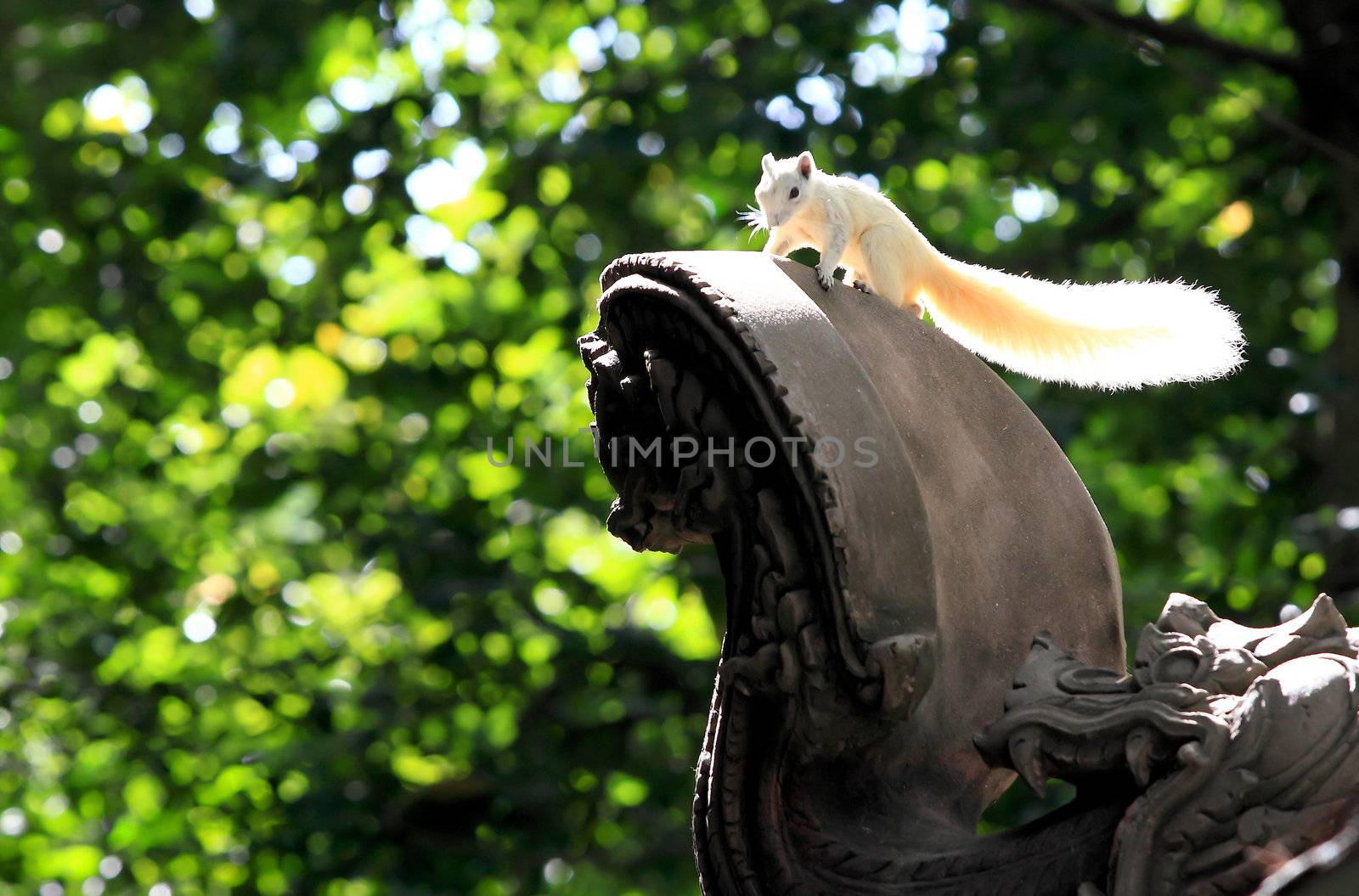 Albino squirrel by rufous