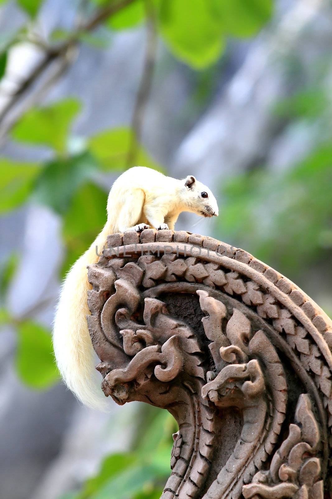 Albino squirrel by rufous