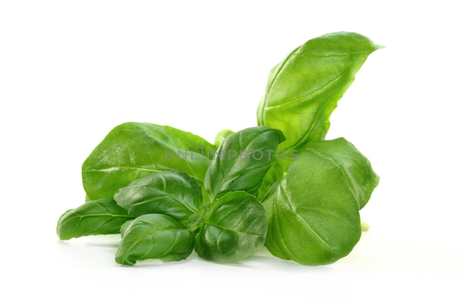 fresh basil on a white background