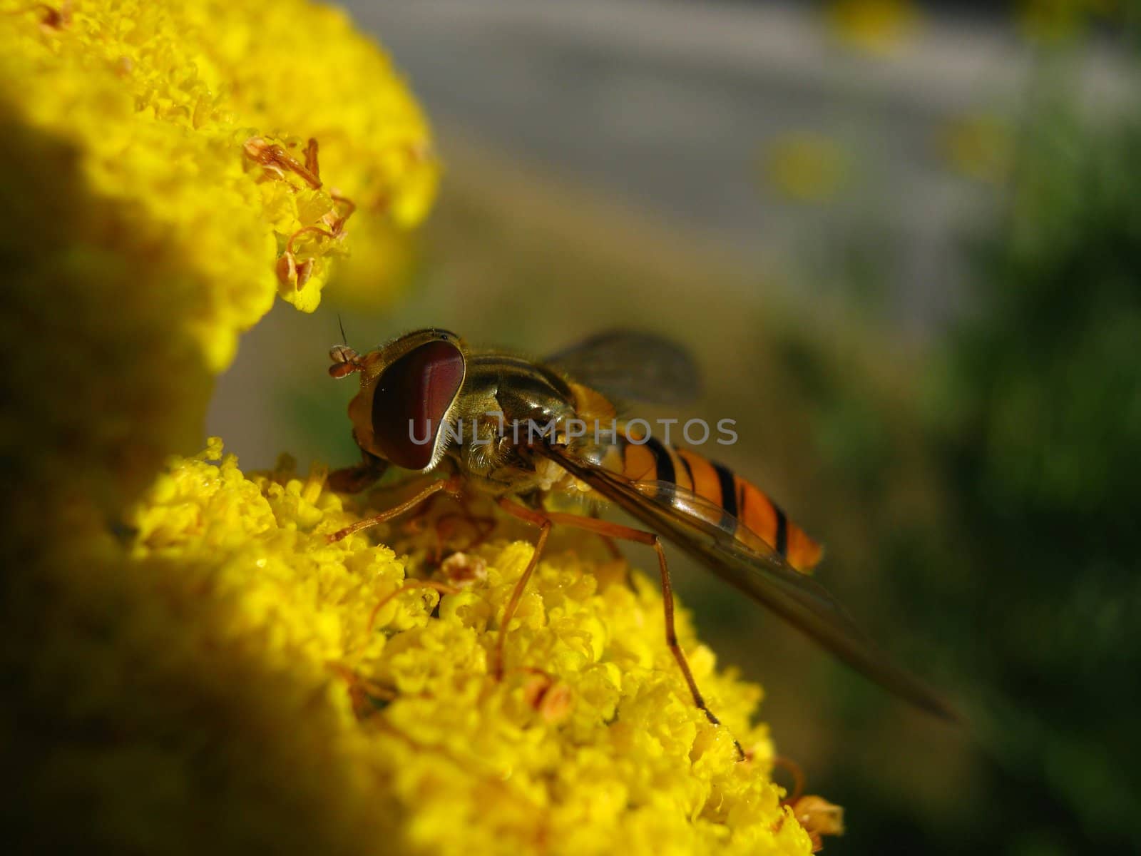 a hoverfly in the evening light