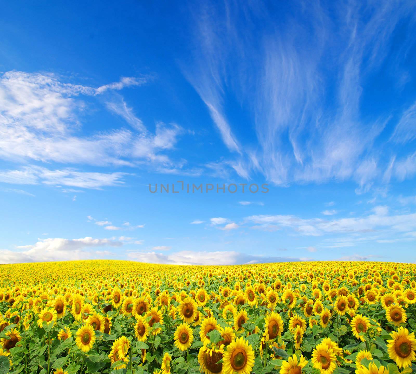 blue sky background with tiny clouds